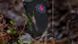 Носки Muc-Off Technical Riders Socks [Black] - M